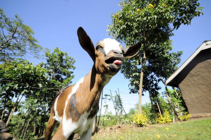 Goat in Kenya