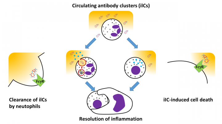 Graphic showing neutrophils eating antibody clusters and committing cell suicide, resulting in reduced inflammation.