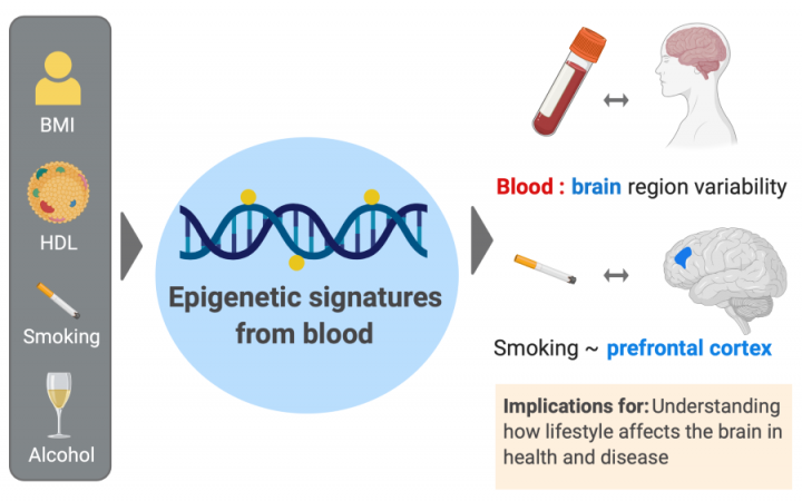 Graphical abstract of epigenetic predictors of lifestyle traits in blood and brain 