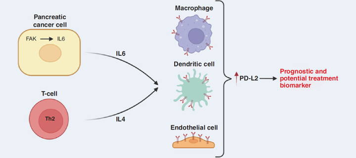 Graphical summary of a proposed mechanism through which FAK-IL6 signalling amplifies PD-L2 expression in PDAC