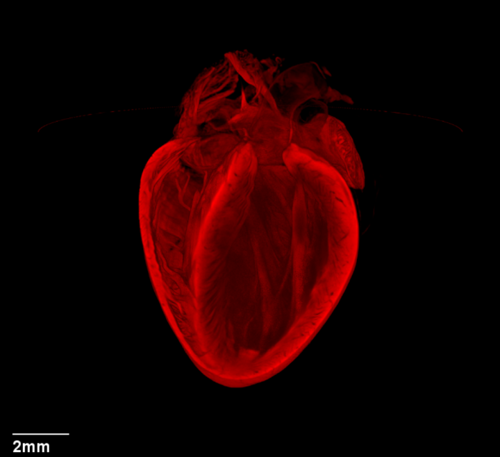 Figure 1. Optical projection tomography image of the heart: BHF Image of the year 2013.