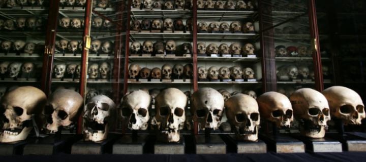 A collection of Guanche skulls displayed in the University's Anatomical Museum
