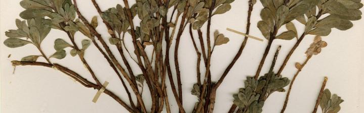 Euphorbia davisii specimen