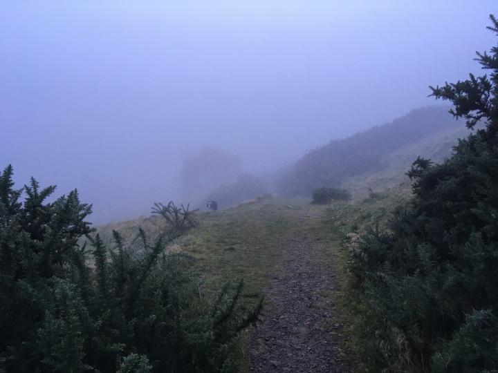 Photograph of a path on Blackford Hill obscured in the background by haar