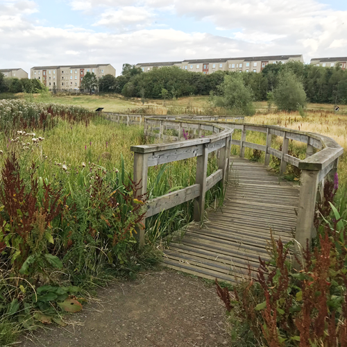 Hailes Quarry Park: a curved wooden walkway over an overgrown pond, with houses in the background