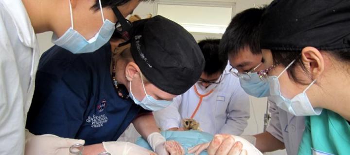 Heather Bacon and veterinary students performing an operation