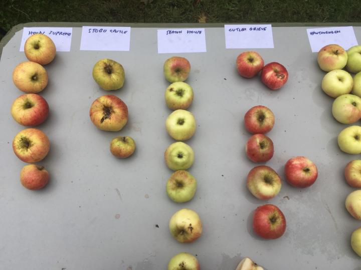 A photograph of red and green apples lying in 5 rows on a table. There are different varieties in each row and at the top of each of the 5 rows is a sheet of paper with the name of each variety on it. They read: hounds supreme, stobo castle, seaton house, cutler grieve and hawthornden