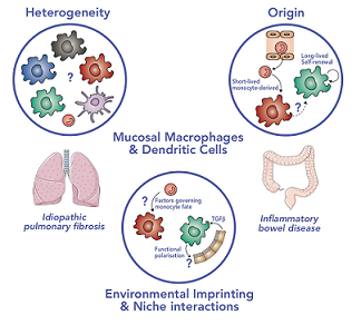 Image of mucosal macrophages and dendritic cells