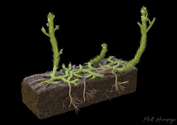 A digital rendering of a green leafy plant growing in soil with creeping habit and roots