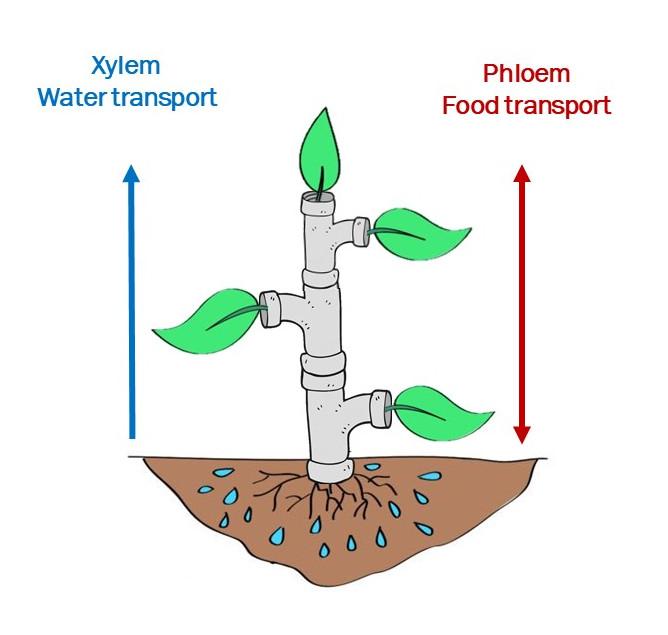 A cartoon of plant made of pipes with a unidirectional arrow in blue showing xylem and bidirectional arrow showing phloem