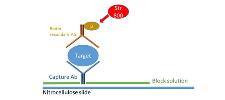 Forward Phase Antibody Microarrays