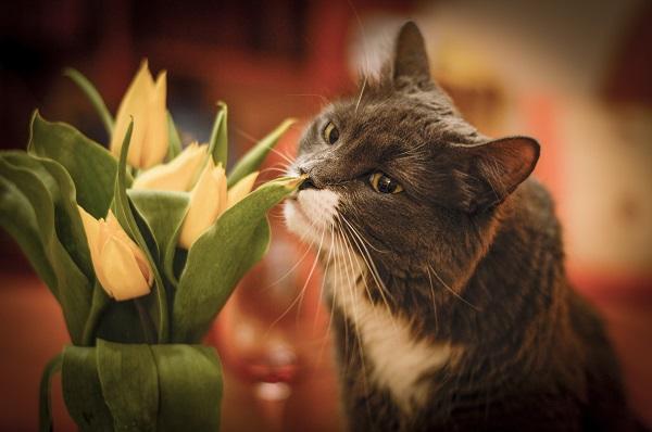 cat sniffing tulips
