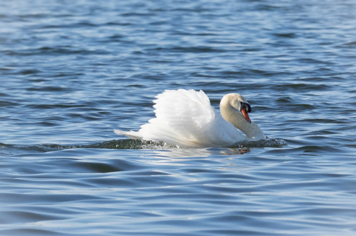 A swan in the water