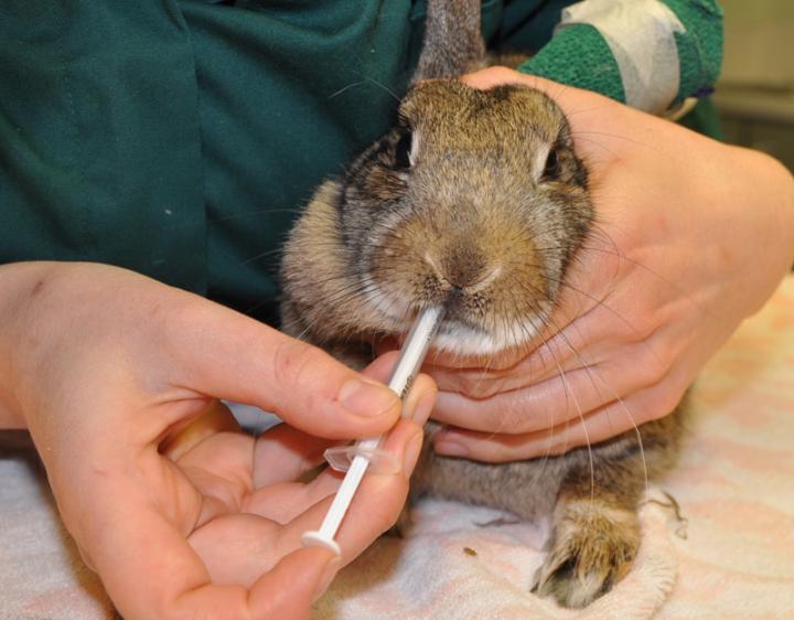 Rabbit receiving oral medication