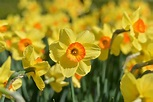 Photograph of a group of yellow and orange daffodils