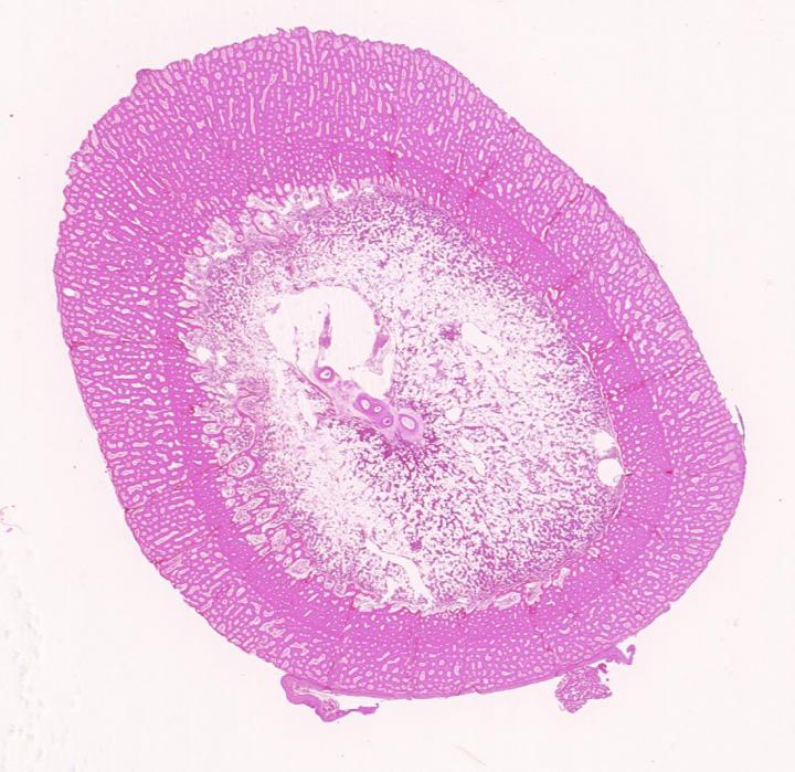 Whole transverse section of fast growing broiler chicken tibia, H&E stain.