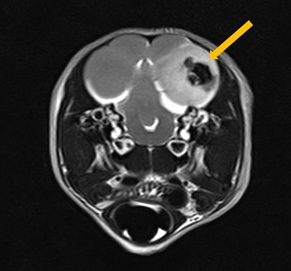 MRI scan of penguin's brain