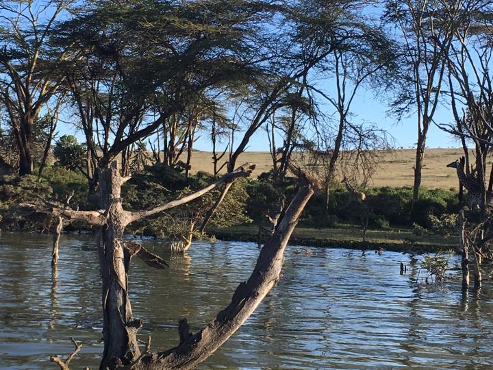 Giraffes on the bank of Lake Naivasha