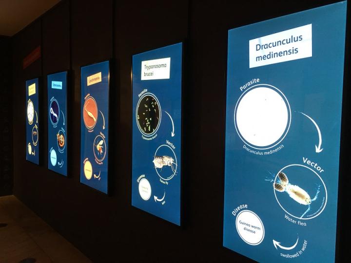 The five diseases explored by the exhibition: Malaria, Schistosomiasis, Leishmaniasis, Sleeping Sickness and Guinea Worm
