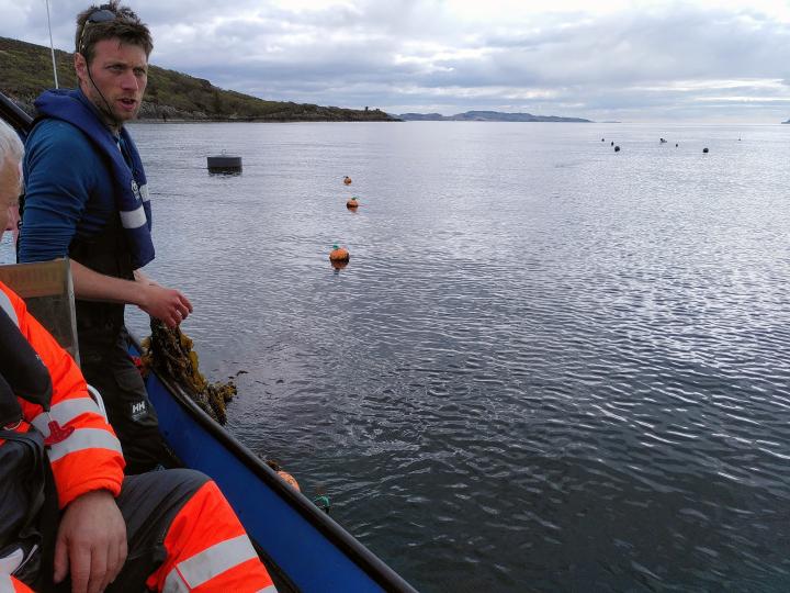 Based on the west coast of Scotland, SAMS maintains a number of seaweed farms and nurseries.