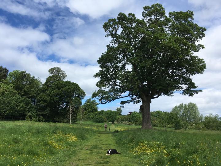 Photograph of Buttercups on the Cammo Estate. There is a path in the middle of the photograph with a collie dog lying down on it. One eitherside of the path are buttercups and in the distance there are trees. 