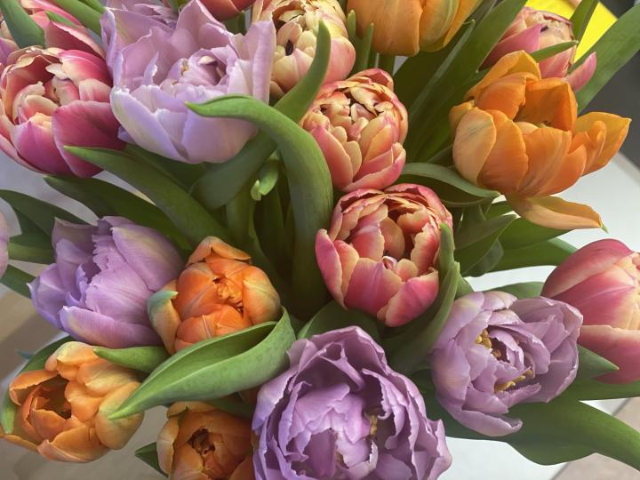 Photograph of tulips beginning to open. There are purple, pink and orange flowers beginning to open.