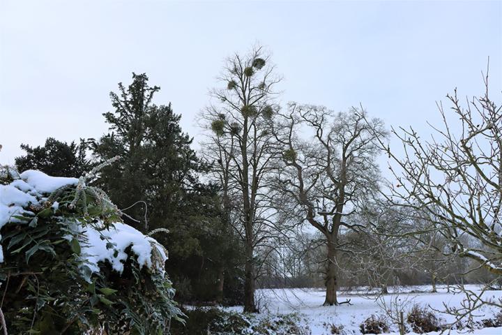 Mistletoe in a tree on the Wellcome Genome Campus grounds