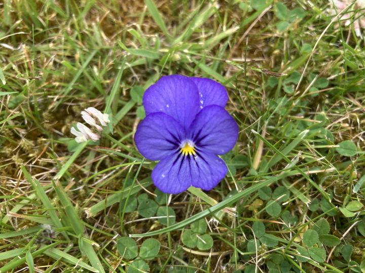 Photograph of a blue and yellow pansy, in the middle of green grass. 