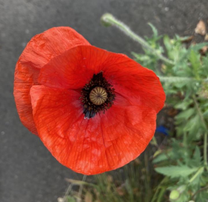 Photograph of a red and black poppy. To the right of the poppy is some green folliage. 