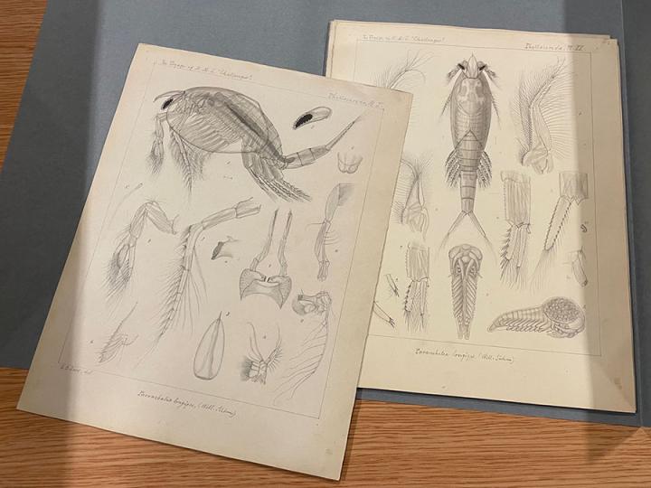 Zooplankton figure drawings from Challenger Reports