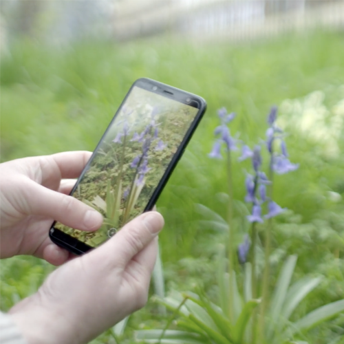 iNaturalist biodiversity app used to photograph bluebell video still