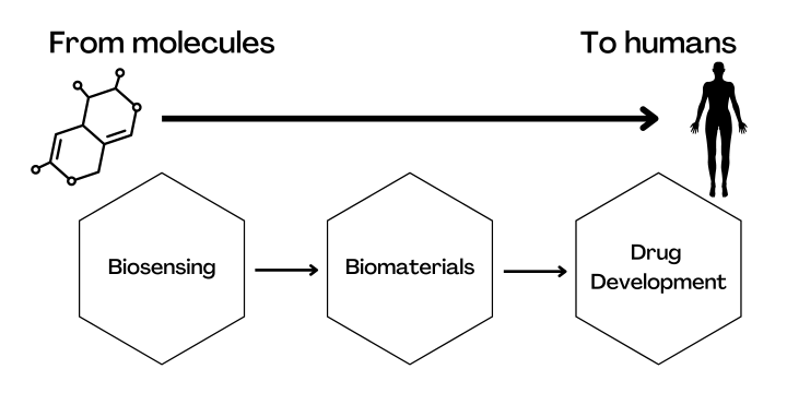 Infographic - From molecules to humans - hexagons with "biosensing" "biomaterials" "drug development" and arrows between