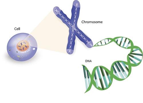 DNA helix wound into chromosome