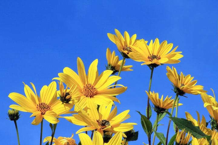 Photograph of Jerusalem artichokes flowering, the yellow flowers are in front of a clear blue sky