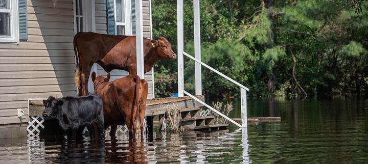 Three cows standing on the patio of a house surrounded by floodwaters