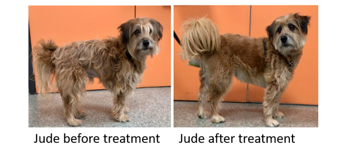 picture of dog before and after treatment