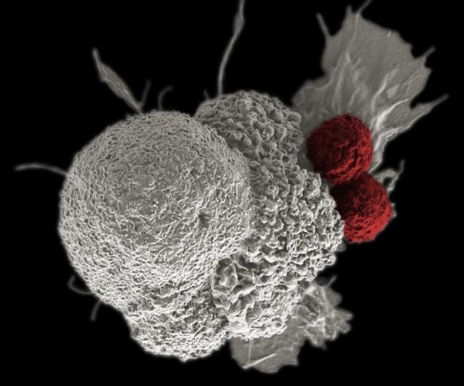 image of white blood cells