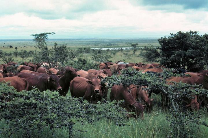 Cattle in Kenya