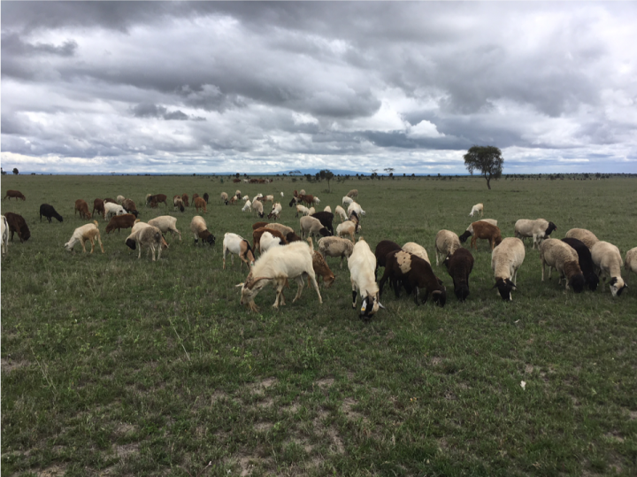 Sheep and goats grazing together on Kapiti plains in Kenya