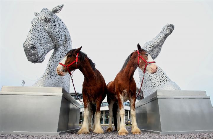 Kelpies and Clydesdales - pic Gordon Terris
