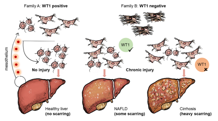 WT1-producing positive and negative cells
