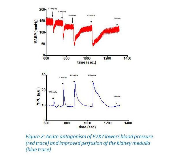 Acute antagonism of P2X7 lowers blood pressure (red trace) and improved perfusion of the kidney medula (blue trace)