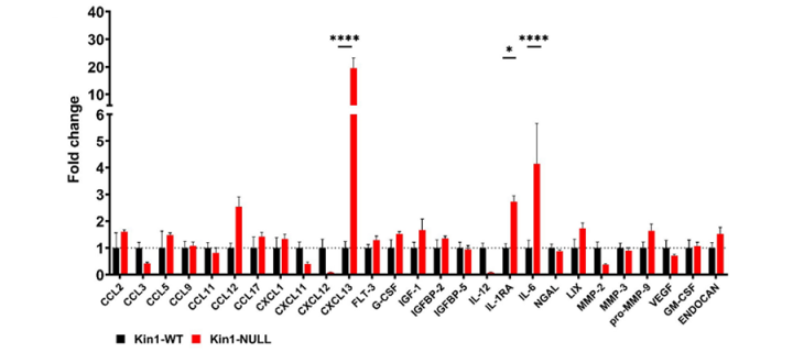 Loss of Kindlin-1 leads to altered cytokine secretion [for details see Webb ER et al. Elife. 2023;12:e85739].
