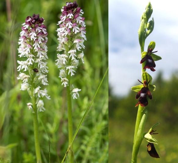 (L) Orchis ustulata (R) Ophrys insectifera