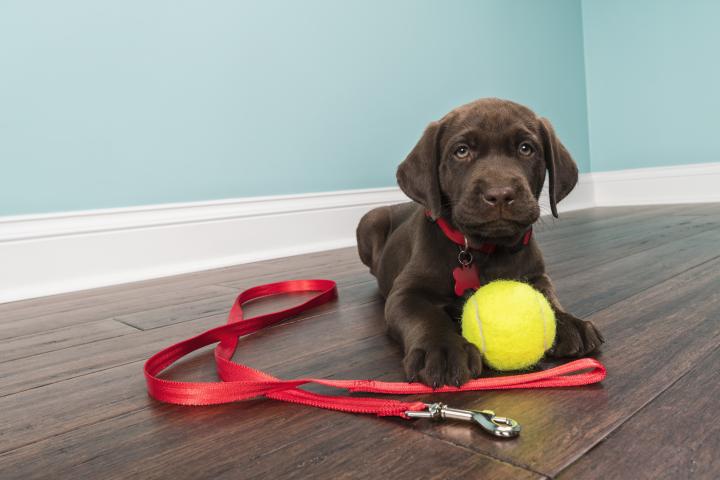 A Chocolate Labrador Puppy lying down wearing a red collar with leash and tennis ball 