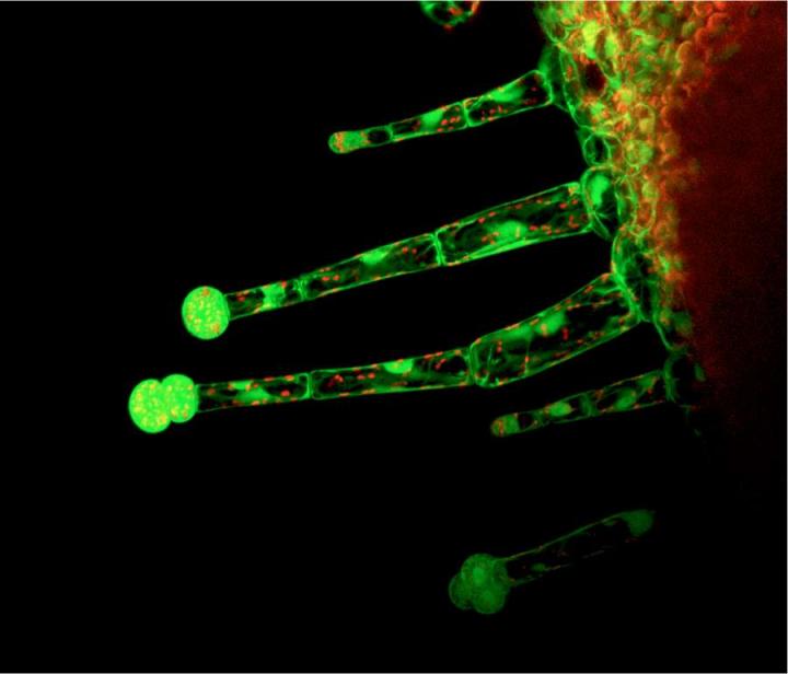 Leaf trichomes expressing GFP