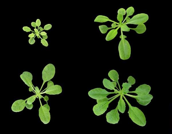 Plants that accumulate different levels of nitric oxide display altered growth
