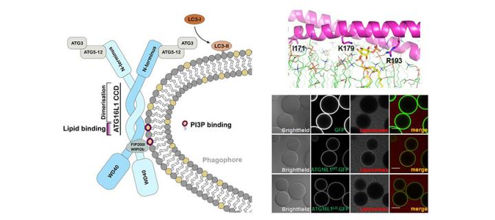 ATG16L1 harbours an intrinsic ability to bind autophagy related membranes through direct interaction with phosphatidylinositol‐3‐phosphate (PI3P). 