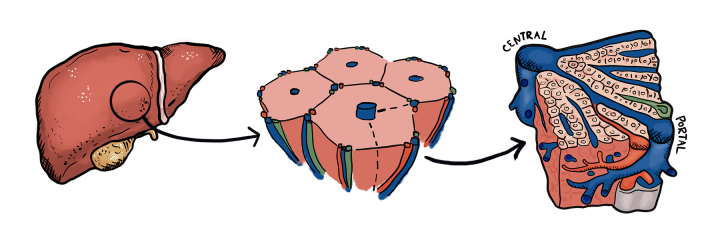 Schematic of hexagonal liver tissue architecture, including the central and portal vein.