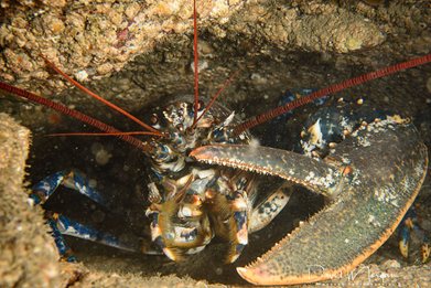 The European lobster is a prized aquaculture species with a particular set of challenges and needs. 